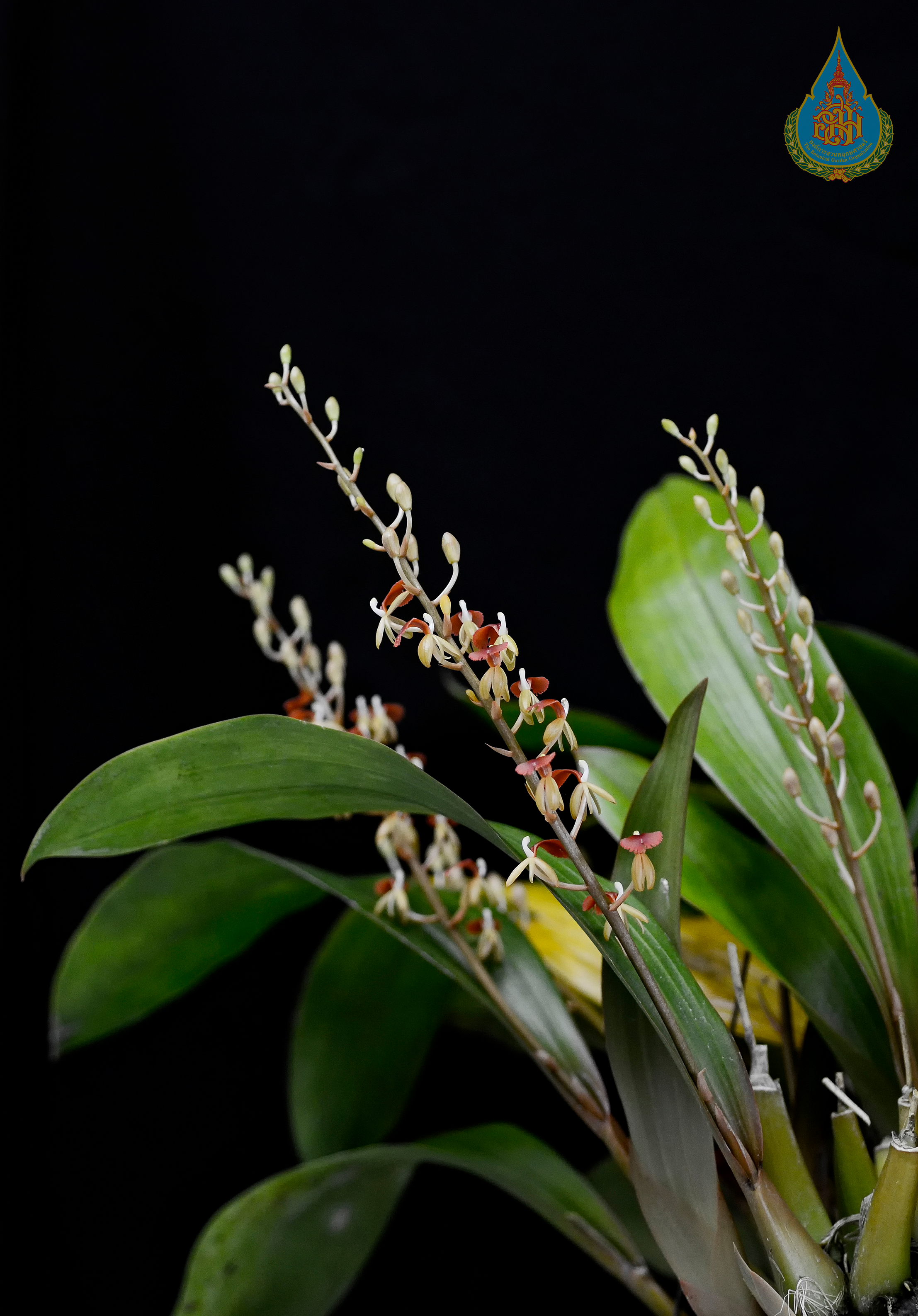 เอื้องกลีบม้วนใบแผ่ Liparis latifolia Lindl.<br/>ORCHIDACEAE